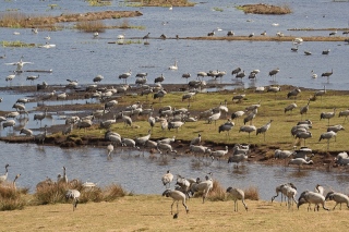 The dancing cranes on Lake Hornborga near Skara.