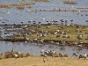 The dancing cranes on Lake Hornborga near Skara.