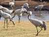 The dancing cranes on Lake Hornborga near Skara.