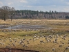 The dancing cranes on Lake Hornborga near Skara.