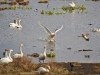 The dancing cranes on Lake Hornborga near Skara.