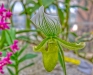 Goteborgs Botaniska Tradgarden.