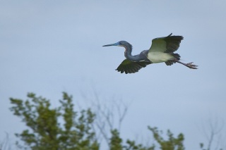 A Blue Heron coming in for a landing.
