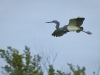A Blue Heron coming in for a landing.