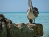 A pelican posing for the camera at Rum Point beach.