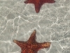 John found us 2 starfish on the beach.