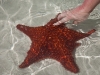 Rhonda touching the rough surface of the starfish.