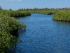 This is a view of us boating into the mangrove you saw an arial view of earlier.