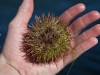 Closeup of a sea urchin.