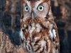 Eastern Screech Owl named Sequoia