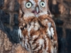 Eastern Screech Owl named Sequoia