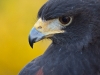 Harris\' Hawk named Scout