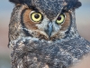 Great Horned Owl named Atticus