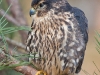 Red-shouldered Hawk named Rogue