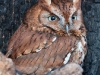 Eastern Screech Owl named Hermes