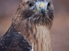 Red-tailed Hawk named Cisco