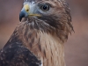 Red-tailed Hawk named Cisco