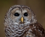 Barred Owl named Kajika