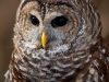 Barred Owl named Kajika