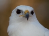 Red-tailed Hawk named Honeysuckle.  She is half albino.