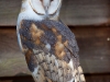 Barn Owl named Emma