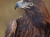 Golden Eagle named Zlaty