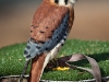 American Kestrel falcon named Cinnamon